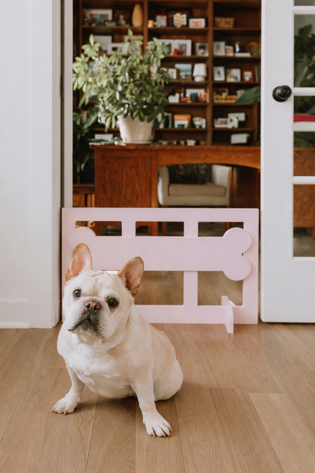 Dog Gates